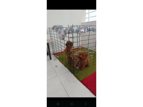 Toy poodle köpekleri