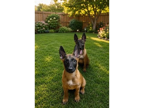 Kalite arayıpta bulamayanlar için malinois