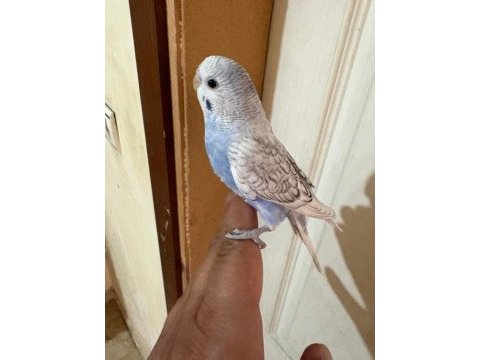34 günlük konuşturmalık bebek muhabbet kuşu