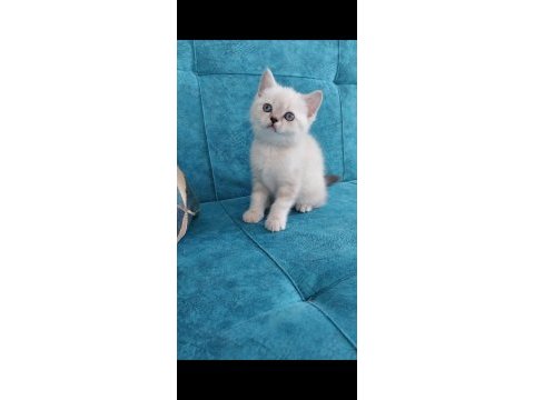 Güzel british shorthair bebeklerim