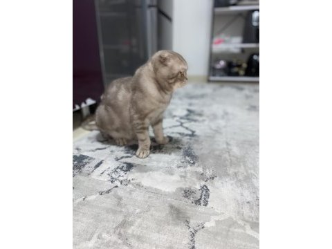 Scottish fold kedisi