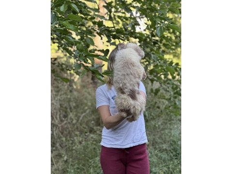 Özel renklere sahip border collie kızımız