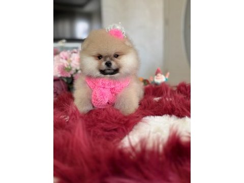 Bal gibi dışı pomeranian boo