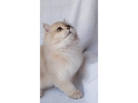 Show kalite erkek british longhair