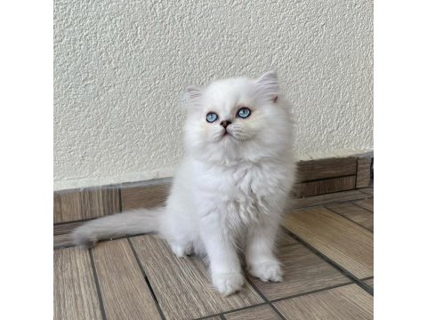 Minik sevimli ayıcık british longhair oğlum