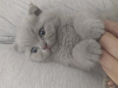 Scottish fold lilac rengin erkek bebek