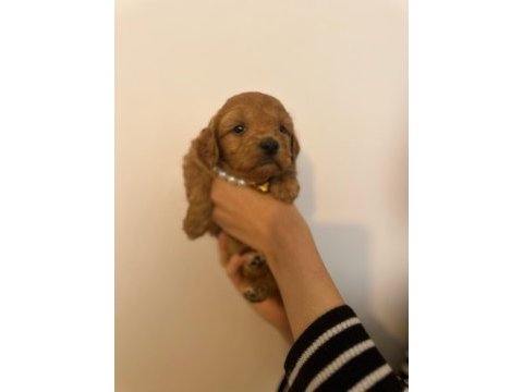 Maltipoo teacup yavrularımız