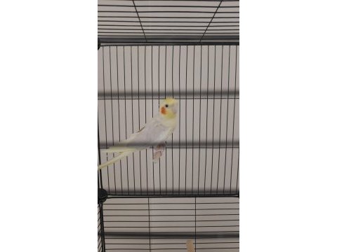 1 dişi ve 1 erkek sultan papağanı