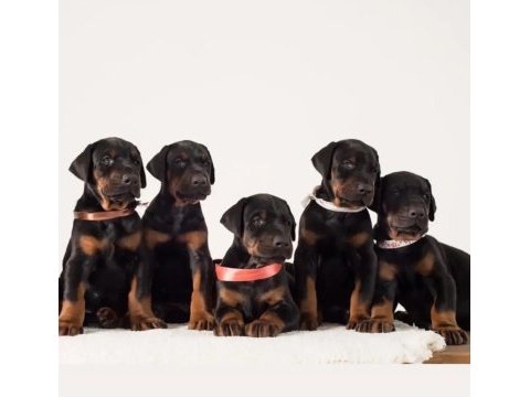 Doberman kapıda ödemeli çiftlik kredi kartı geçerli