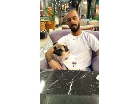 Sahibinden dişi pug