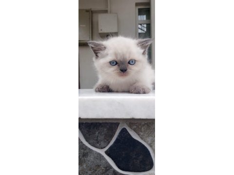 Blue point british shorthair dişi