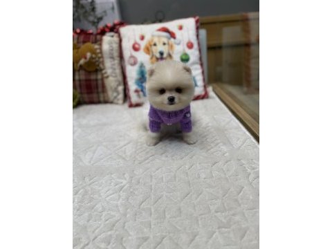 Tedy face pomeranian boo yavrularımız
