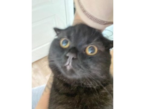 Scottish fold 6 aylık erkek siyah yavrum