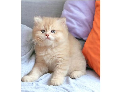 Safkan british longhair shorthair cy12 & ny12