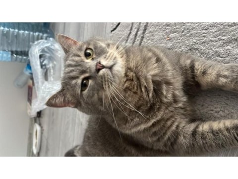 Erkek kedimiz mırmır sahiplendirilecektir