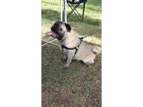 Tuvalet eğitimli son derece uysal pug