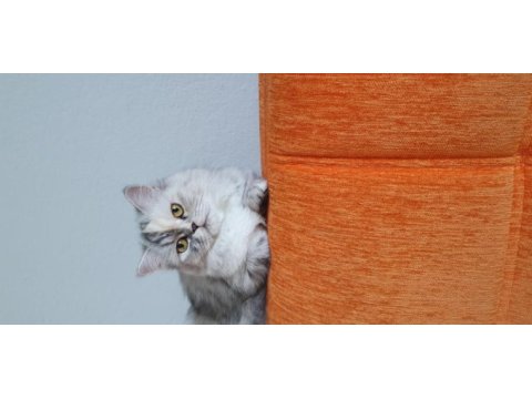 Biblo kadar güzel british longhair