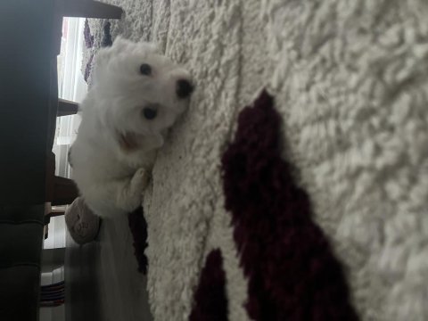 Güzel terrier kızıma yuva arıyorum