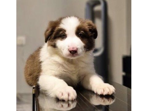 Showline border collie yavrumuz