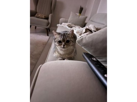 British shorthair ankara ve çevresi ücretsiz sahiplendirme