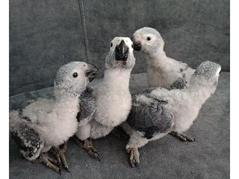 Yerli üretim iri boy jako papağanı