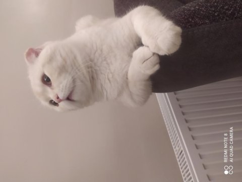 Scottish fold 8 aylık