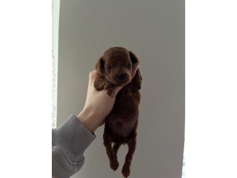 A kalite red brown toy poodle yavrular