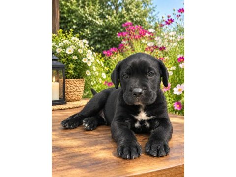 Cane corso özel siyah brindle renk erkek yavru