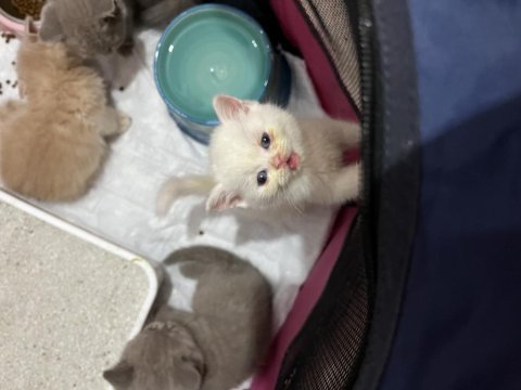 Top kafa orijinal british shorthair yavrular