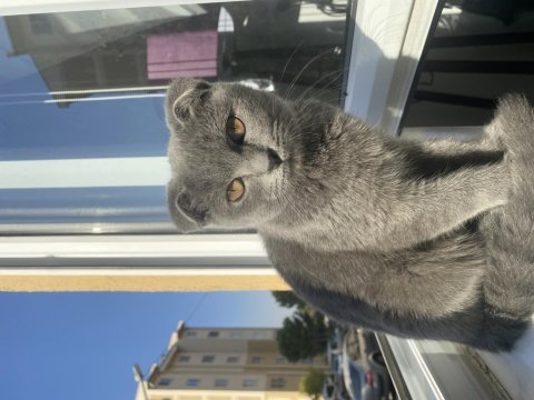 Akıllı bıdık british shorthair