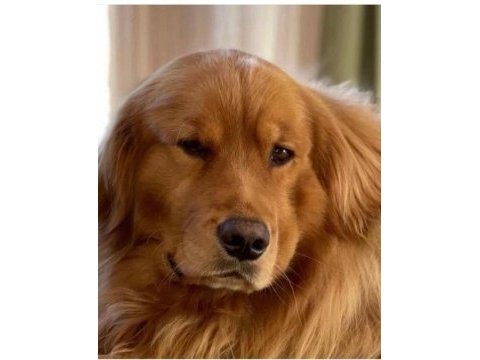 Dünyanın en tatlı golden retriever yavruları