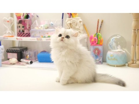 British longhair silver top kafa yavrumuz
