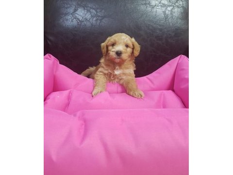Orjinal maltipoo yavrular(ücretsiz değildir)