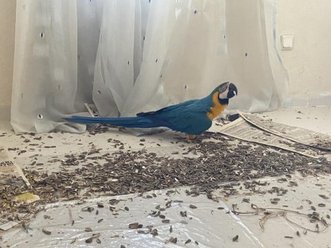 Yari evcil mavi ara macaw papağanı