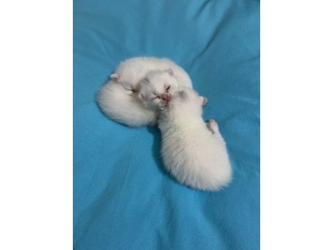 Son 2 yavru british shorthair