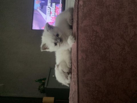 Maviş gözlü scottish fold ve british yavrular