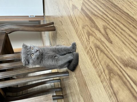 British shorthair kırık kulak