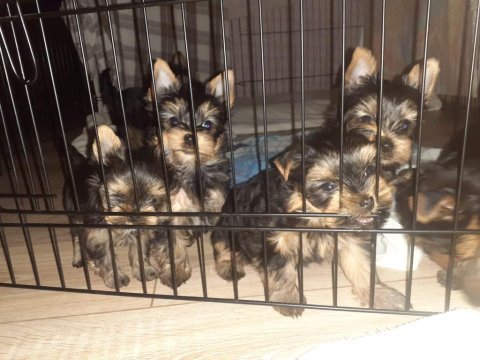 Safkan yorkshire terrier köpeği yavruları