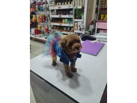Kıvır kıvır toy poodle köpeği