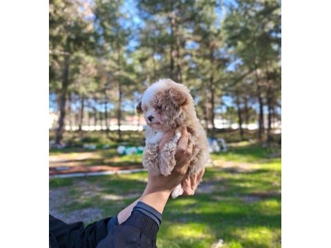 Orjinal maltipoo yavrularımız