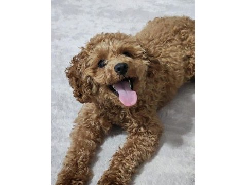 6 aylık toy poodle