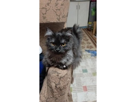 British shorthair kedim çok akıllı