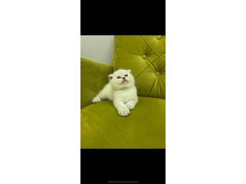 Scottish fold british kardeşler