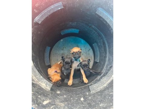 Pug yavru üsküdar