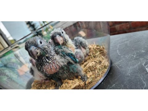 Conure parrot