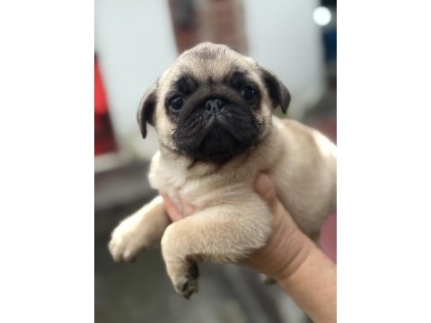 Erkek pug mops köpeğimiz