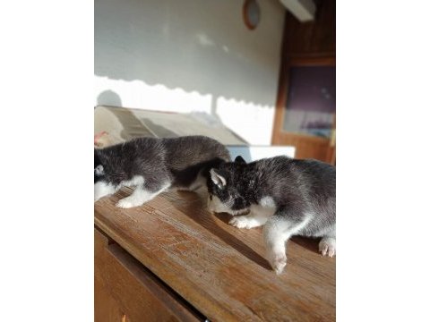 Ayrancı mahallesinden mavi gözlü husky yavruları