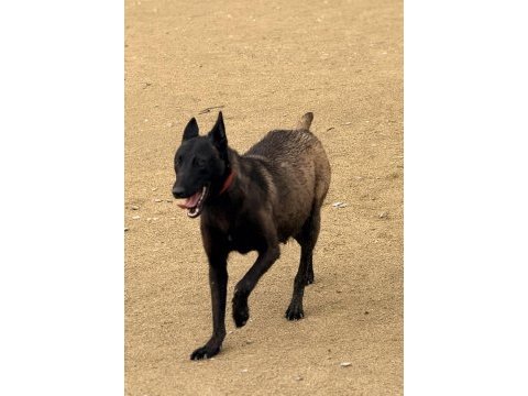Belçika dark malinois romanya kan hattı