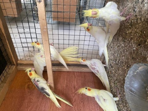 Yeme düşmüş sultan papağanı yavrular