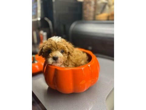 Maltipoo yavrularım orijinal